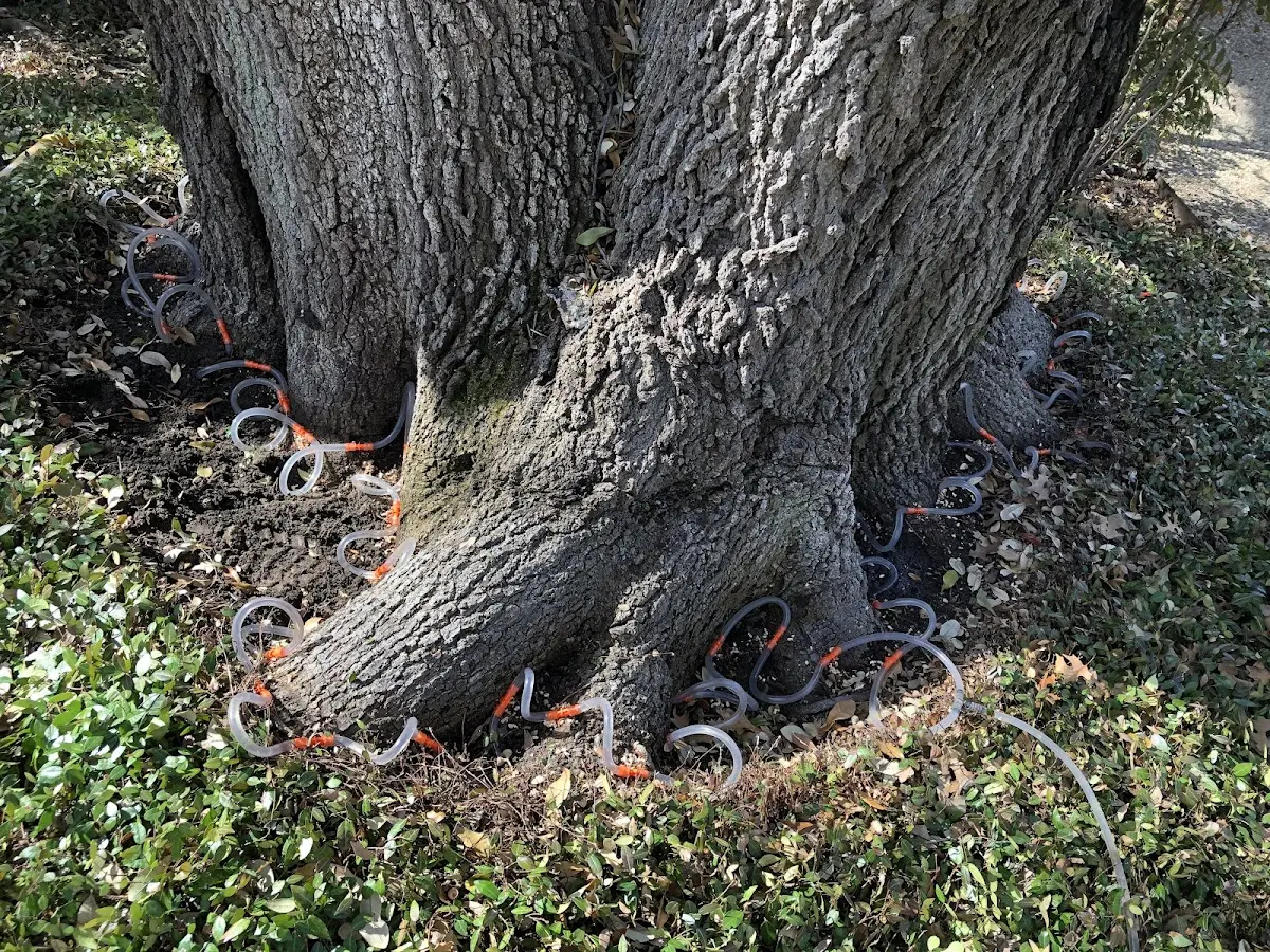 Detailed Tree Cabling and Bracing job site in Ellijay