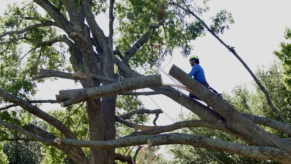 Professional Hazardous Tree Removal performed by certified arborists in Ellijay